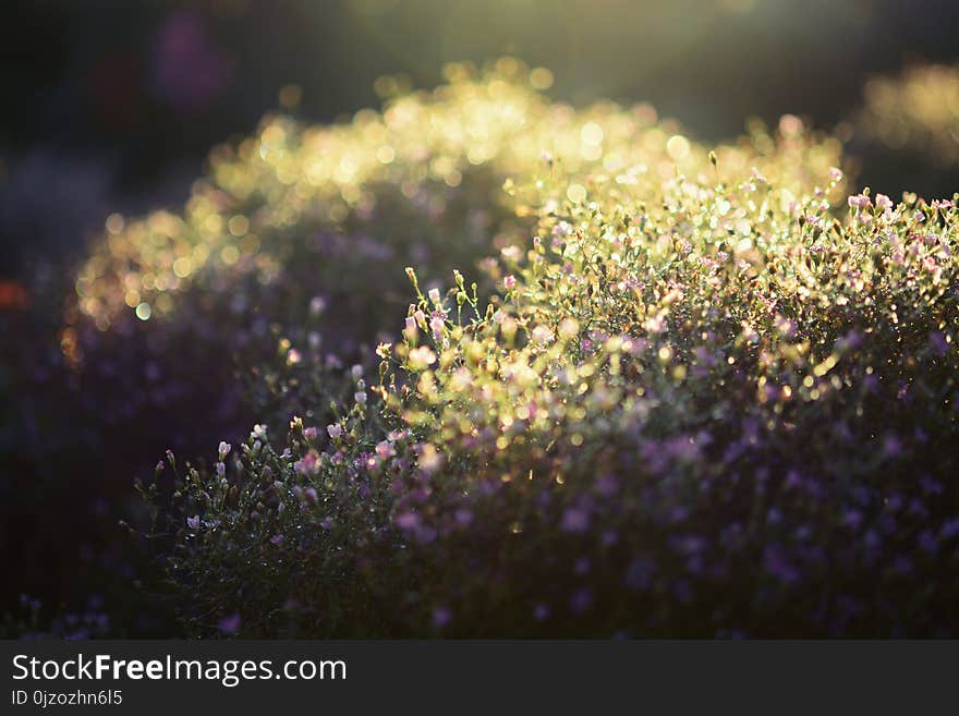 Misty meadow on the early morning. Abstract natural backgrounds and Grass