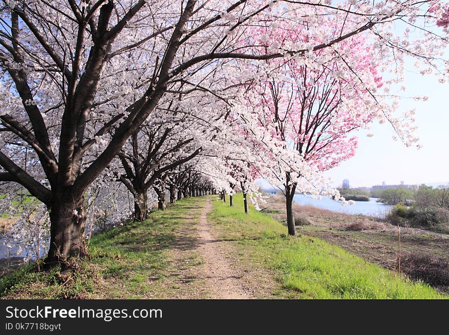 This picture was taken on the river bank between Katsuragawa river and tenjingawa river. it was sunny day, and there are many cherry blossoms in early spring. This picture was taken on the river bank between Katsuragawa river and tenjingawa river. it was sunny day, and there are many cherry blossoms in early spring.