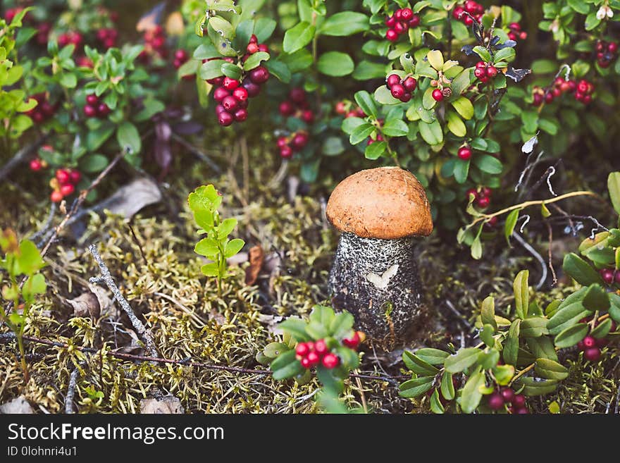 Macro photo of orange-cap boletus on wooden backfround. Wild mushroom. Leccinum aurantiacum. Macro photo of orange-cap boletus on wooden backfround. Wild mushroom. Leccinum aurantiacum.