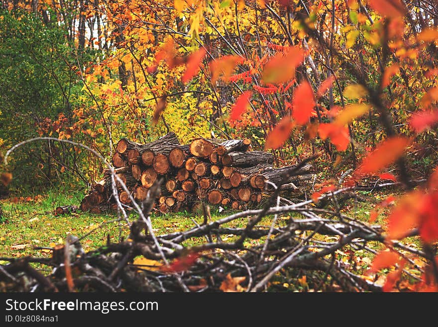 Pile of wood in autumn forest landscape. Heap of cut and stacked woods. A pair of piled up logs ready to take away for the winter season. Oak forest at the fall time. Old firewood background.