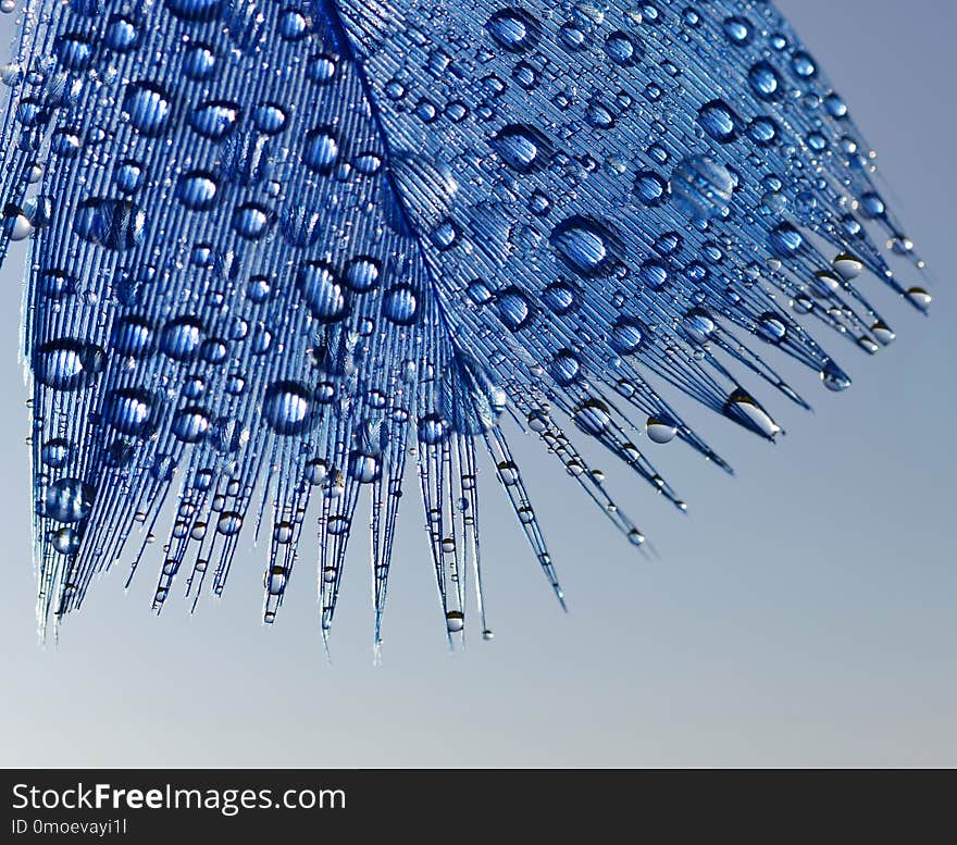 Drop of water dew on a fluffy feather close up. Drop of water dew on a fluffy feather close up.