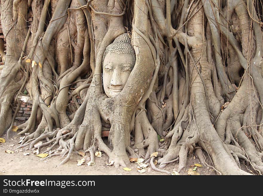 Head of sandstone buddha in root at wat mahathad temple