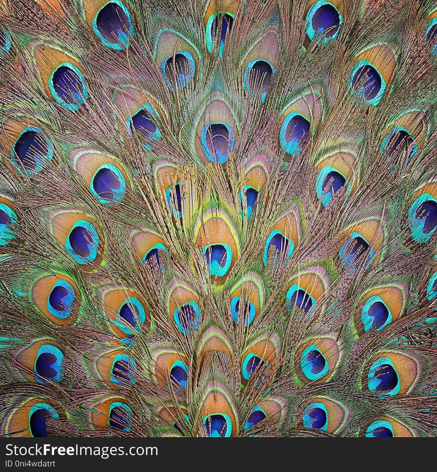 Peacock feather pattern texture for background