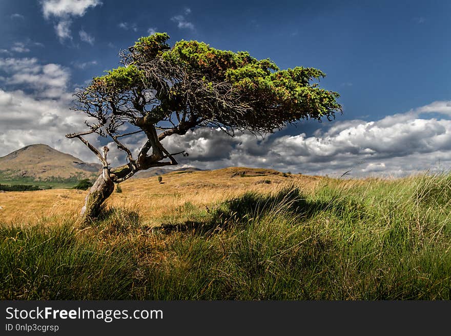 Beautiful lone tree in a field with green and yellow grass.