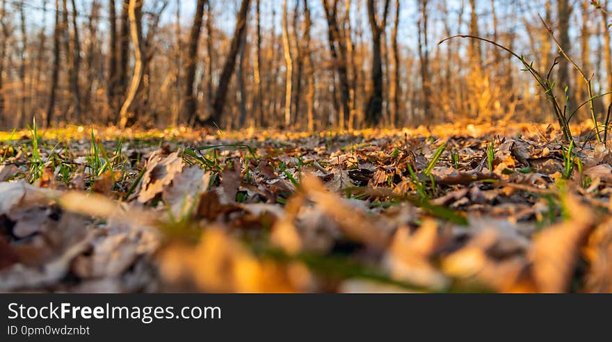 Early spring foliage and green vegetation deep inside the forest. Early spring foliage and green vegetation deep inside the forest