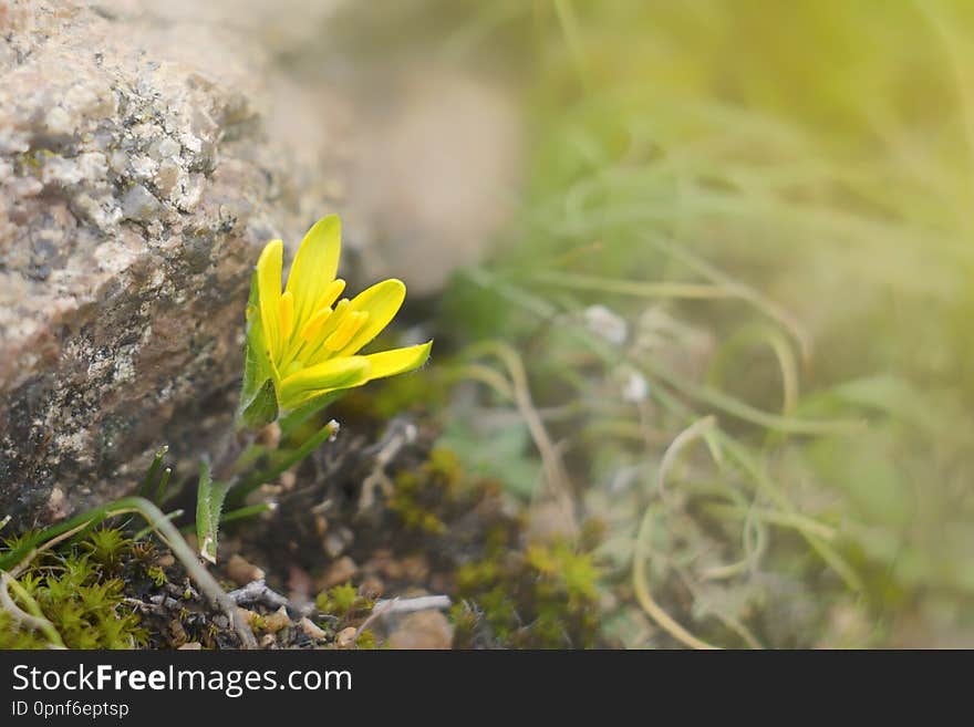 Meadow plant blooms in very early spring. This is the flower of goose onions Gagea lutea.