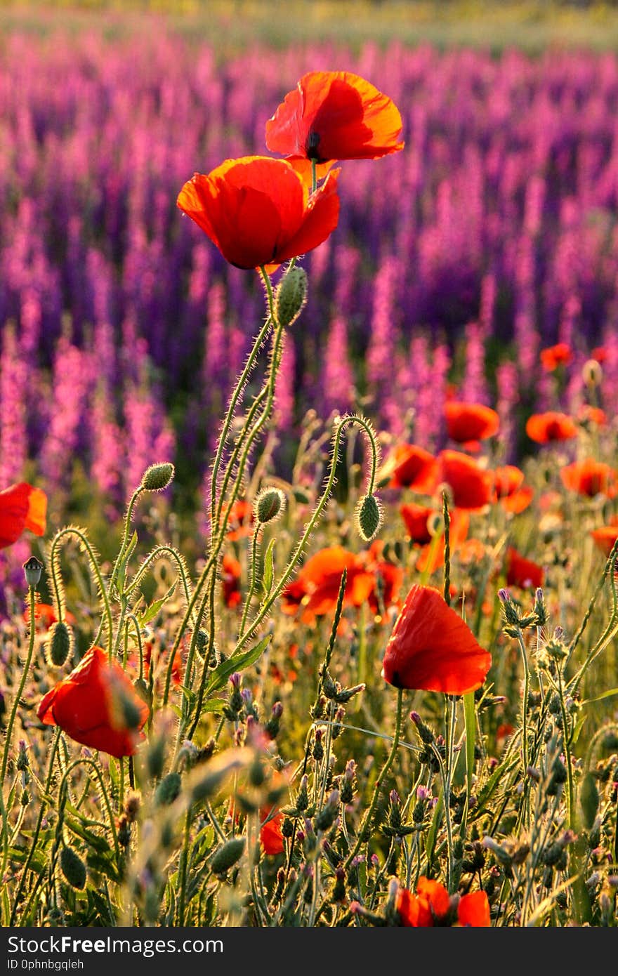 Beautiful summer colorful field of poppies in sunny day. Beautiful summer colorful field of poppies in sunny day