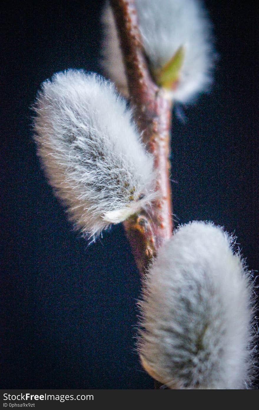 Willow. Early spring flowering male catkins pussy willow, grey willow, goat willow. Branches with Expanded buds for Easter decoration. Close-up of Willow twig as a spring symbol, outdoor. Willow. Early spring flowering male catkins pussy willow, grey willow, goat willow. Branches with Expanded buds for Easter decoration. Close-up of Willow twig as a spring symbol, outdoor.