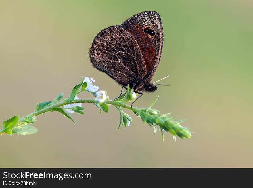 Erebia aethiops butterfly on a  wild flower early in the morning waiting for the first rays of the sun