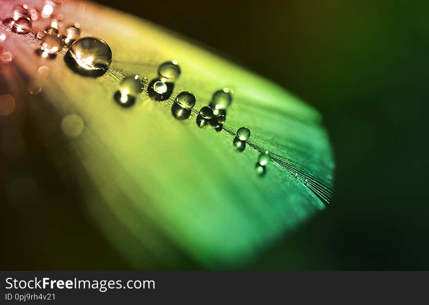 Water dew drops on a colorful feather close up. Nature background.