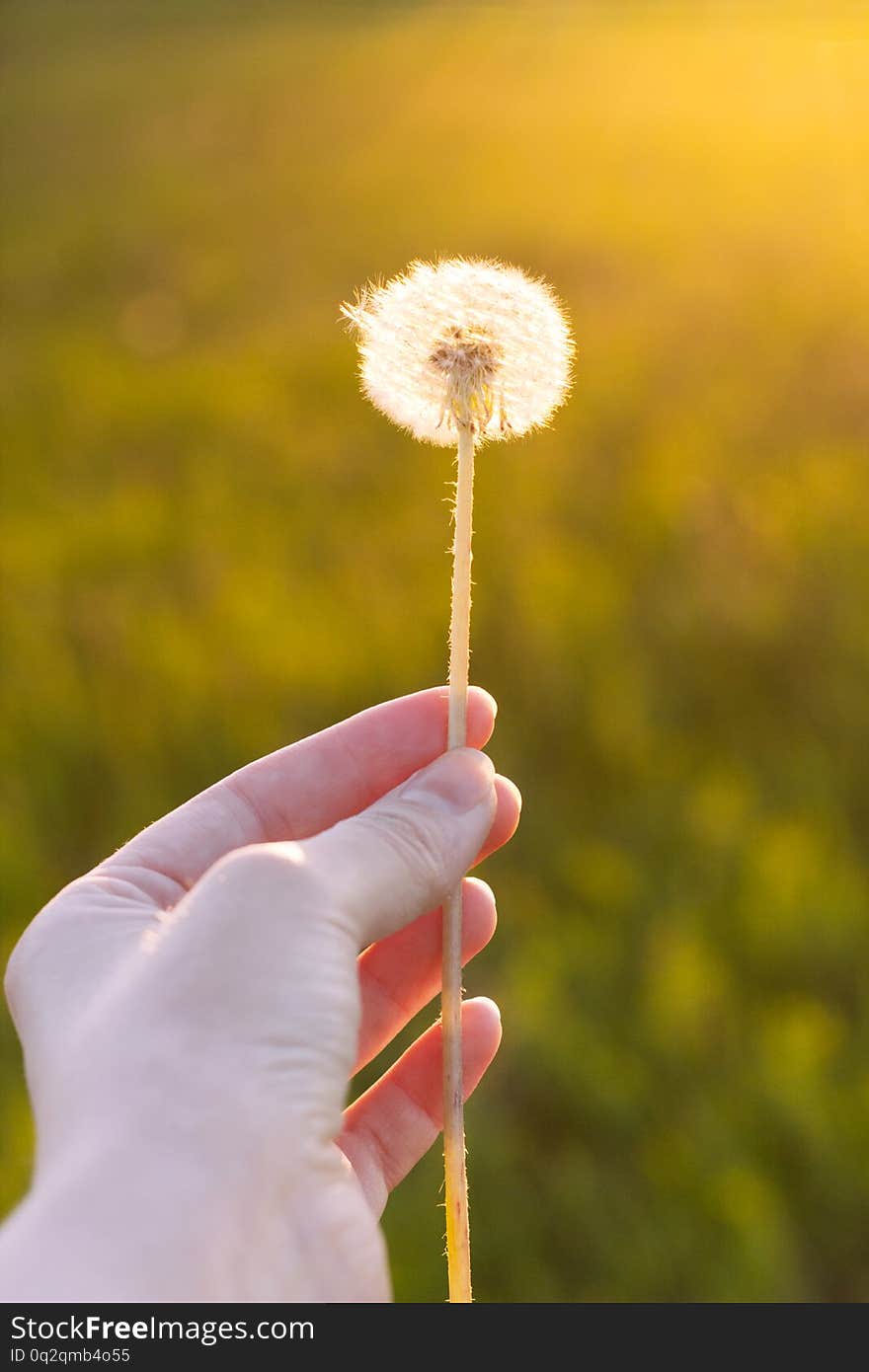 Stem of fluffy dandelion in woman hand on sunset. Fluffy dandelion in hand. Selective focus, film effect and author processing. Stem of fluffy dandelion in woman hand on sunset. Fluffy dandelion in hand. Selective focus, film effect and author processing.