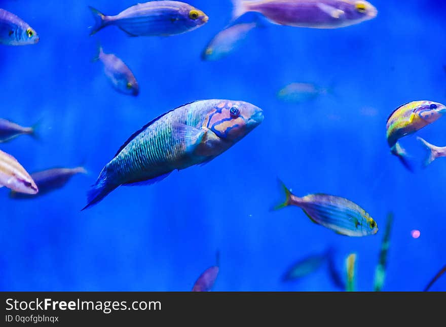 Tropical fishes of blue tones of different species on a blue ocean background