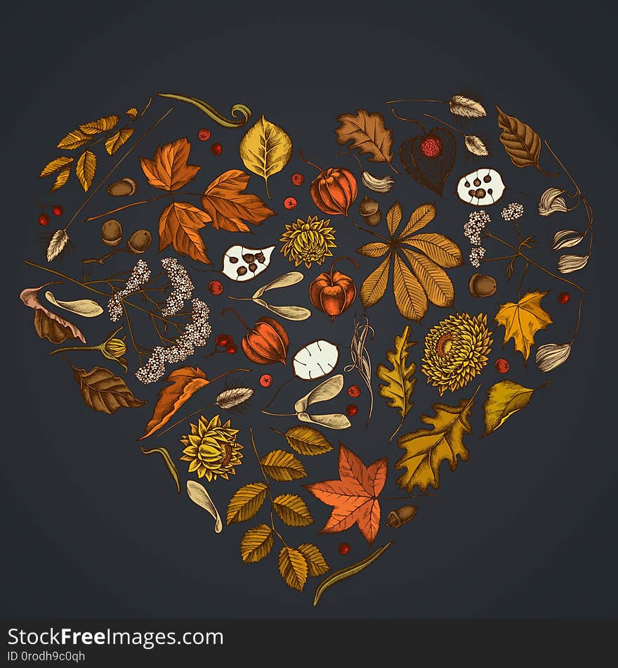 Heart floral design on dark background with rowan, rowan, acorn, buckeye, fern, maple, birch, maple leaves, lagurus, feather grass, helichrysum lunaria physalis valerian stock illustration. Heart floral design on dark background with rowan, rowan, acorn, buckeye, fern, maple, birch, maple leaves, lagurus, feather grass, helichrysum lunaria physalis valerian stock illustration