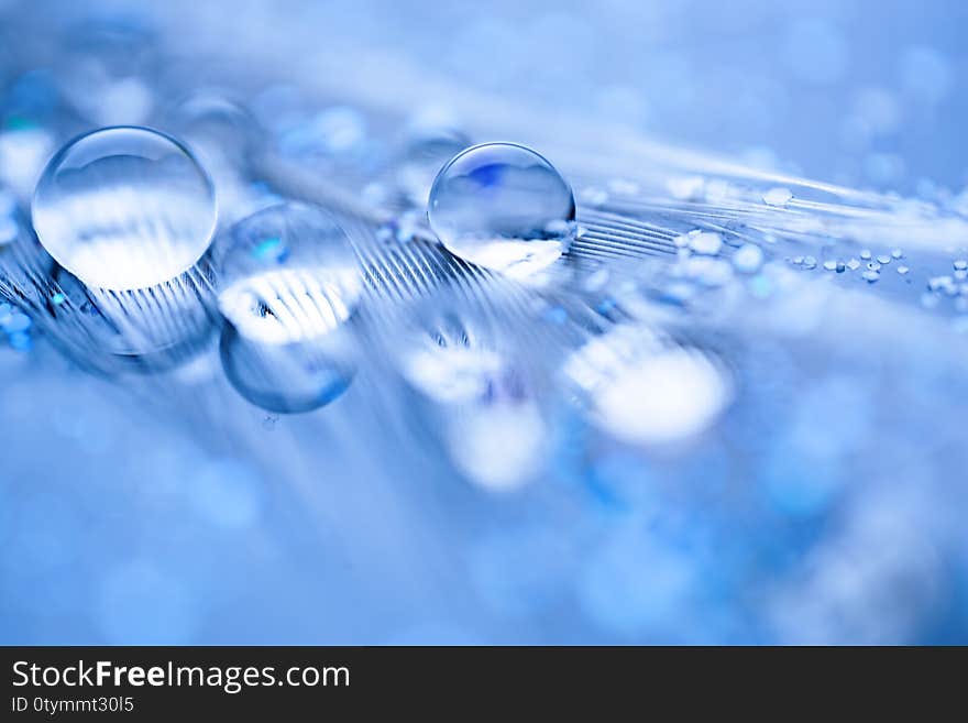 Beautiful water drops on the feather. Macro. Beautiful soft light blue and violet background. Selective focus. Horizontal. Background with copy space.