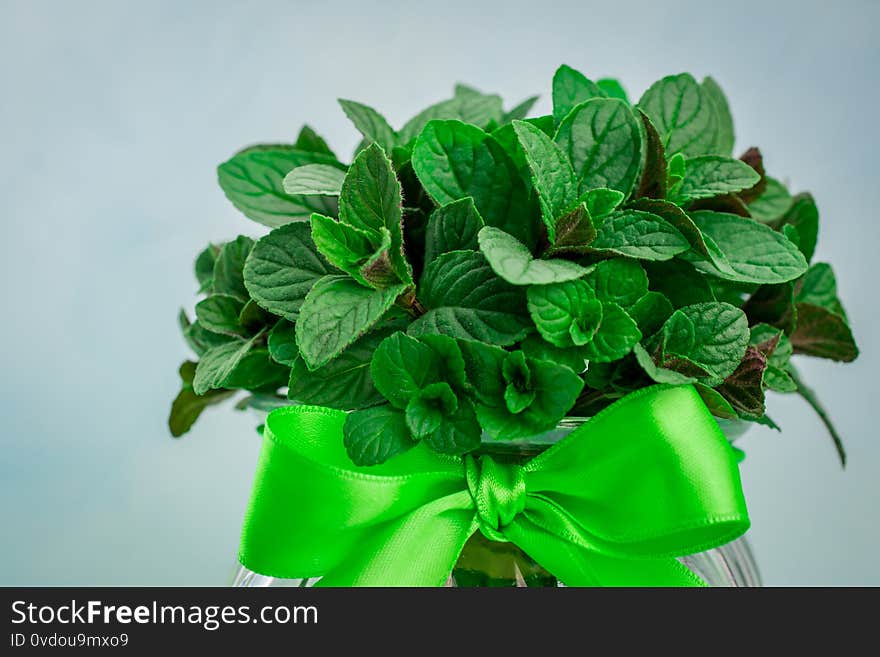 Fresh cut mint from my garden. Aerial, agriculture, aroma, asian, background, beauty, botanical, chinese, close, up, coctail, color, condiment, copy, space, crop, cultivation, day, drink, farm, field, flavor, foliage, food, drinks, fragrance, fragrant, fresh, garden, gardening, green, grow, healthy, herbal, herbs, leaf, lush, medicine, melissa, menthol, mint, mojito, nature, old, organic, oriental, outdoor, pepper, peppermint, plant, plants, raw, salad, spearmint, spices, spring, taste, texture, therapy, vegetable, vintage