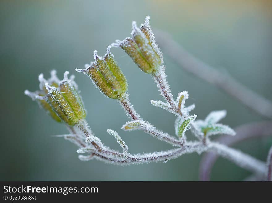 Frost beautifully frames the plants in the early autumn morning. The splendor of wildlife