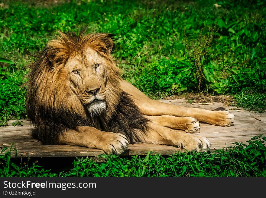 A lion lying on the wooden platform among grass with a calm face expression. A lion lying on the wooden platform among grass with a calm face expression