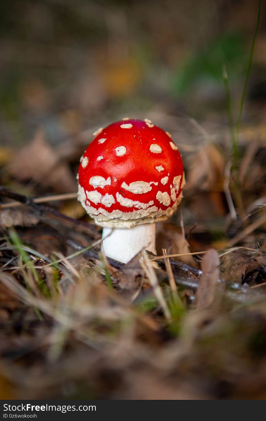 A small poisonous toadstool with its loud red cap stands on the forest floor