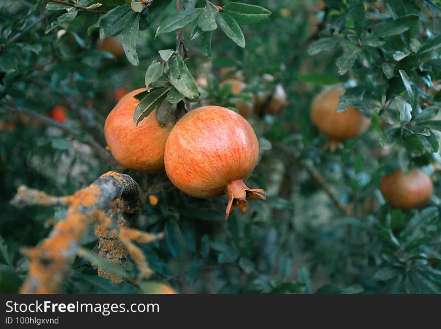 Two unripe pomegranate fruit hanging on a tree. mood photography with calm colors