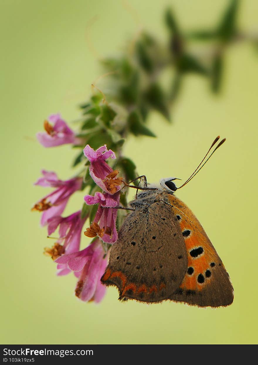 Lycaena virgaureae butterfly on a  wild flower early in the morning waiting for the first rays of the sun