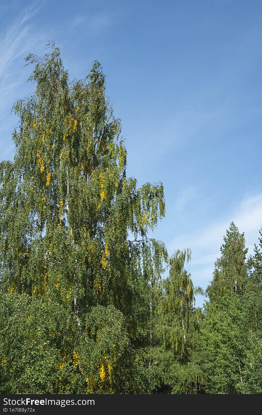 Dense birch in early autumn background.