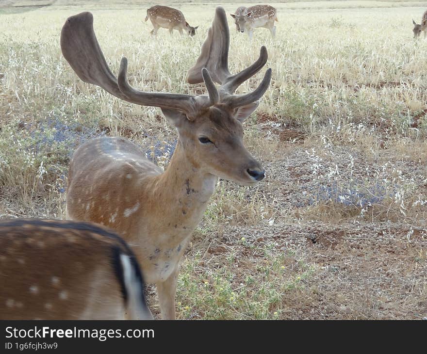 This captivating image portrays a serene scene in the heart of the Lebanese wilderness, where a group of graceful deer find respite as they graze in a picturesque meadow. Amid the rugged beauty of Lebanon's landscape, these majestic creatures move gracefully, their presence adding an air of tranquility to the natural surroundings. As they feed on the abundant vegetation, their connection with the environment is a testament to the captivating harmony of nature. This captivating image portrays a serene scene in the heart of the Lebanese wilderness, where a group of graceful deer find respite as they graze in a picturesque meadow. Amid the rugged beauty of Lebanon's landscape, these majestic creatures move gracefully, their presence adding an air of tranquility to the natural surroundings. As they feed on the abundant vegetation, their connection with the environment is a testament to the captivating harmony of nature.