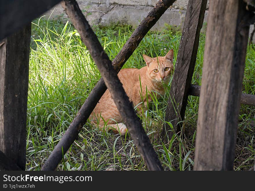 a cat in thr gras