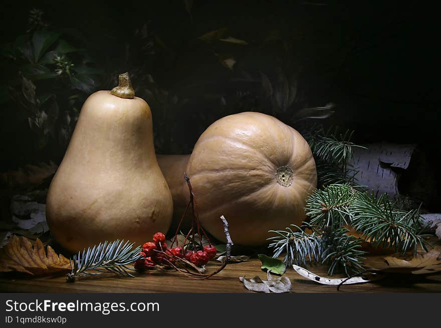 Still life with fir-tree needles and pumpkins. Fir-tree still life