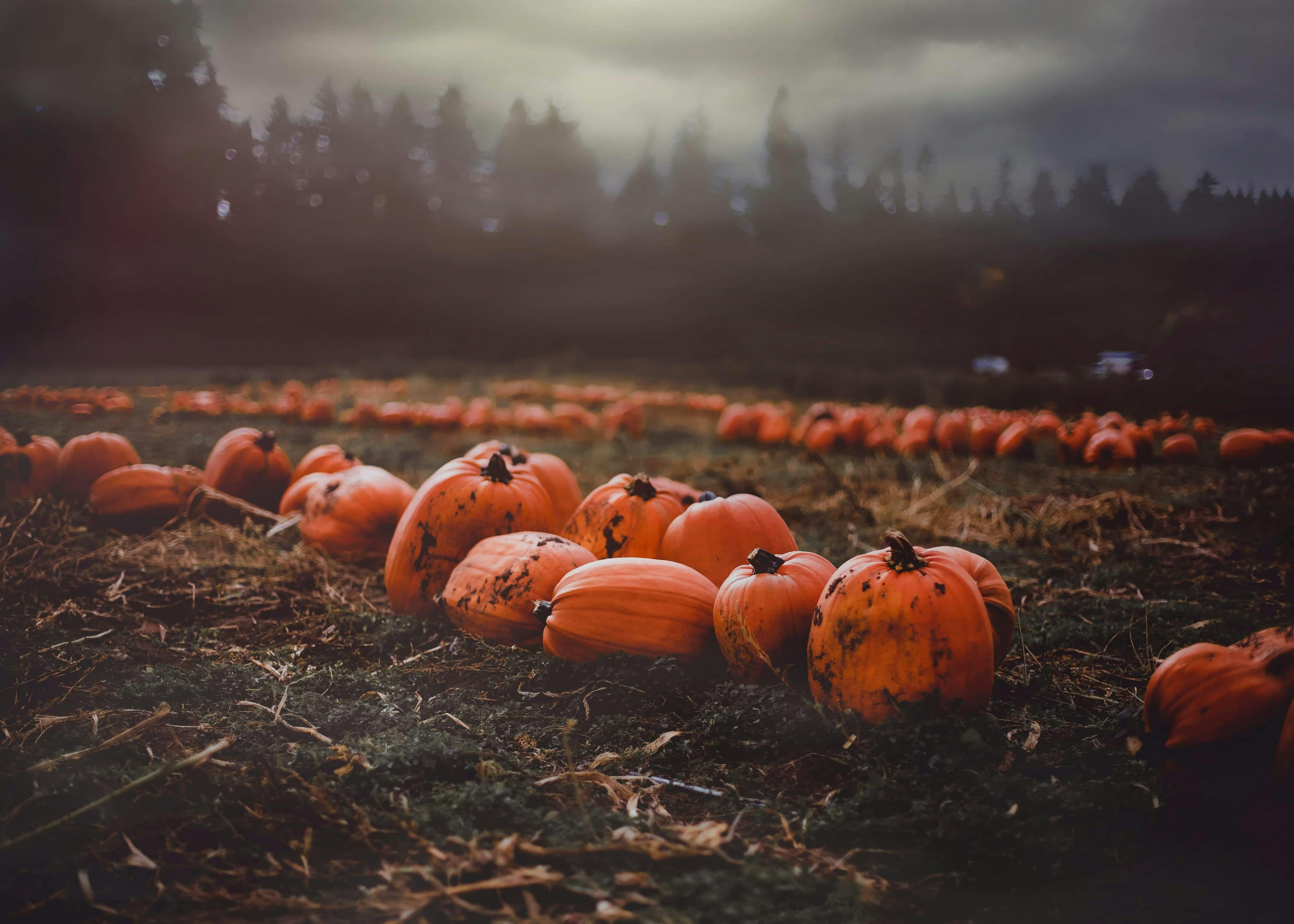 50 Wallpaper Pumpkins DOWNLOAD FREE 12939