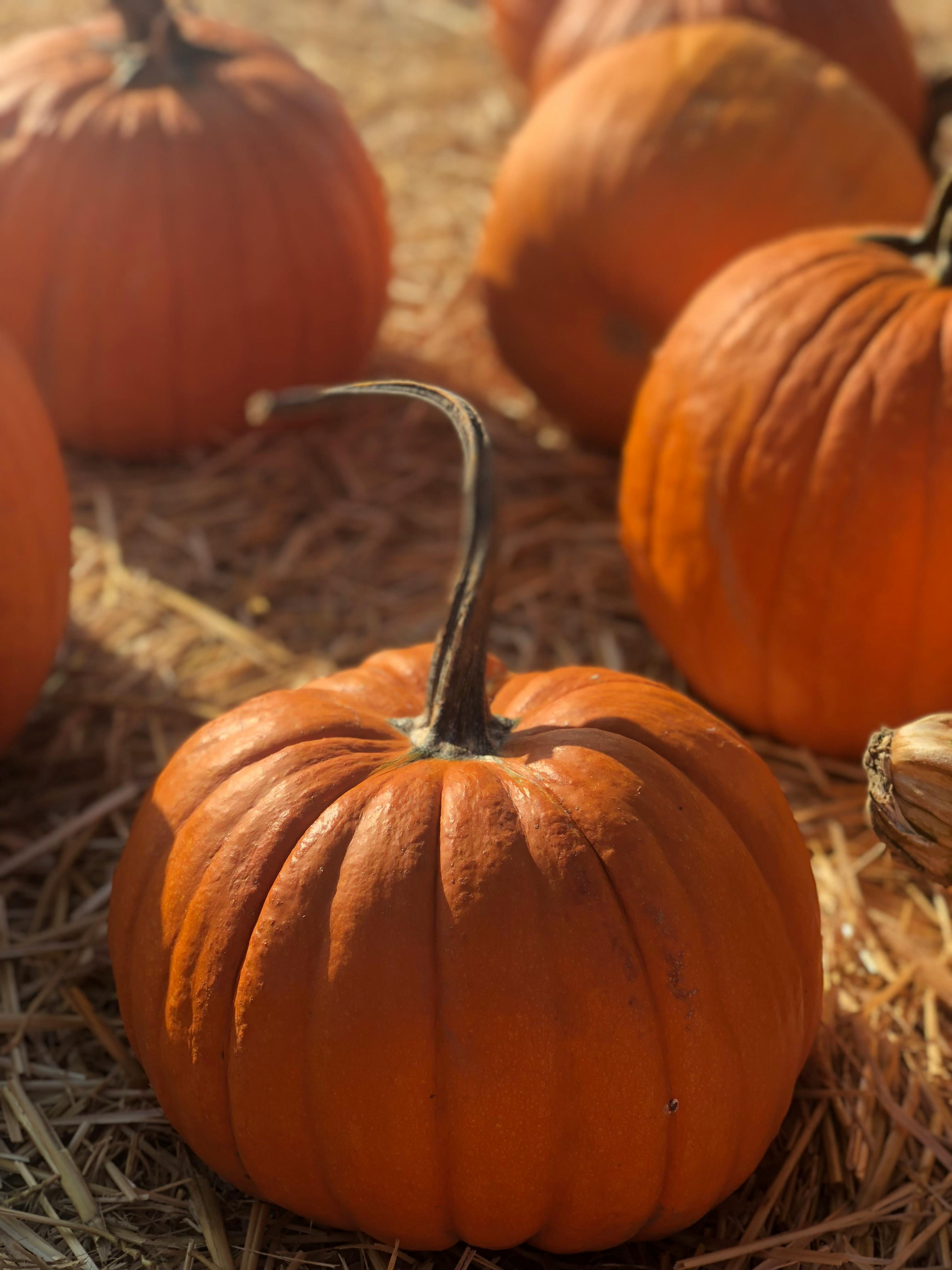 Download A bright orange pumpkin smiles in anticipation of Fall Wallpaper   Wallpaperscom