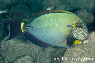 Acanthurus maculiceps