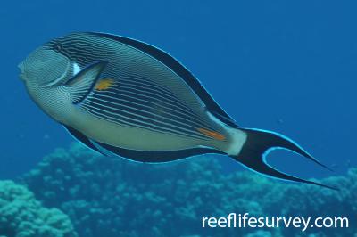 Acanthurus sohal