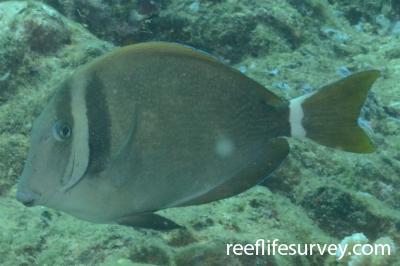 Acanthurus leucopareius