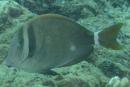 Acanthurus leucopareius