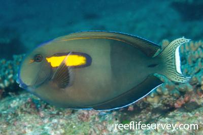 Acanthurus olivaceus