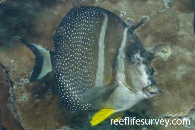 Acanthurus guttatus