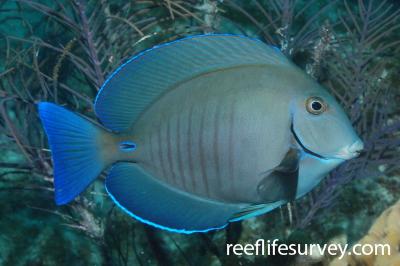 Acanthurus chirurgus