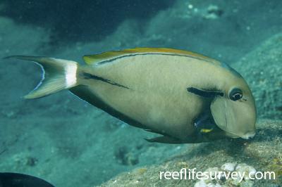 Acanthurus nigricauda