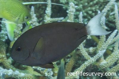 Acanthurus thompsoni