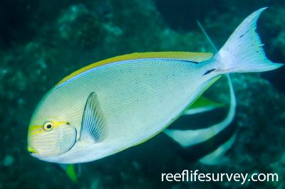 Acanthurus mata