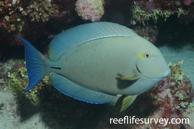 Acanthurus blochii