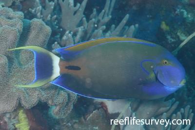 Acanthurus fowleri