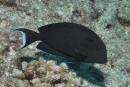 Acanthurus tennentii