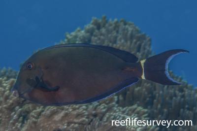 Acanthurus auranticavus