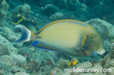 Acanthurus bariene