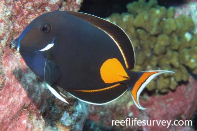 Acanthurus achilles