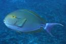 Acanthurus gahhm