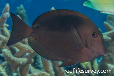 Acanthurus nigroris