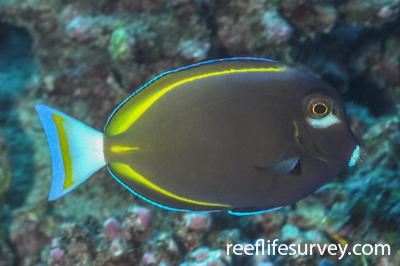 Acanthurus nigricans