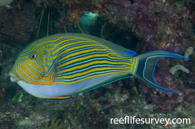 Acanthurus lineatus